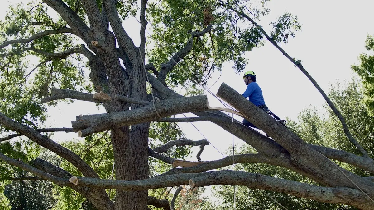 Professional Crown Thinning performed by certified arborists in Marietta